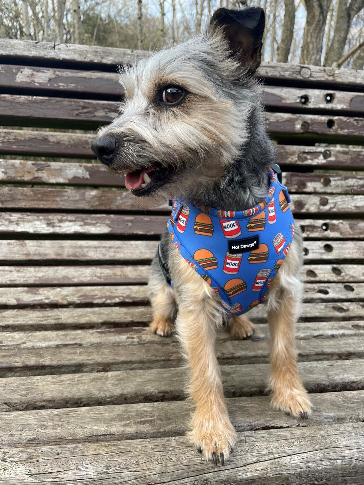 Burgers and Beers Harness