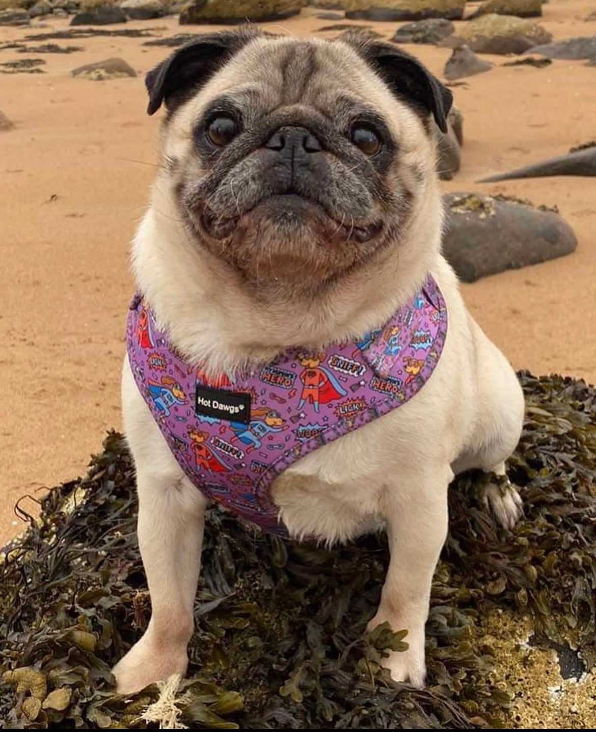 Pup, Pup and Away Harness