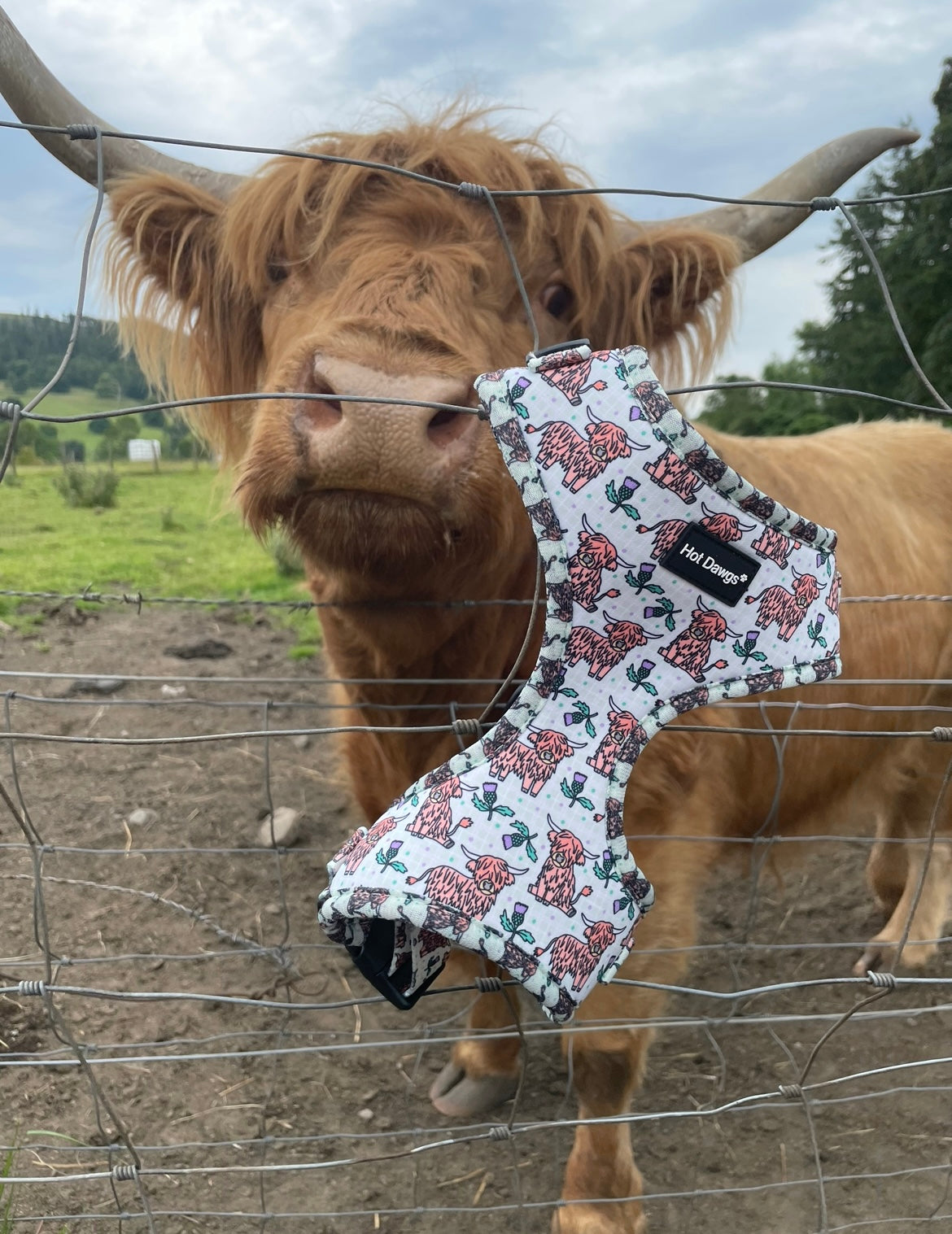 Highland Coo Harness