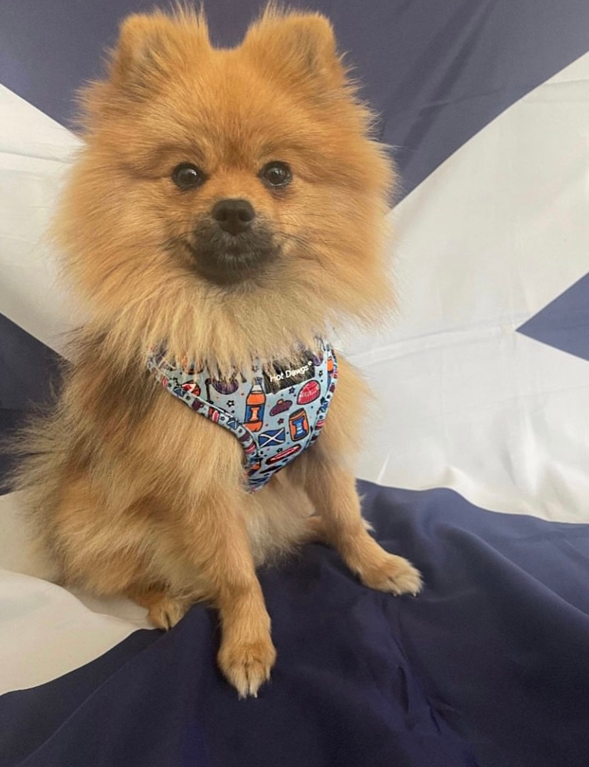 All About Scotland Harness