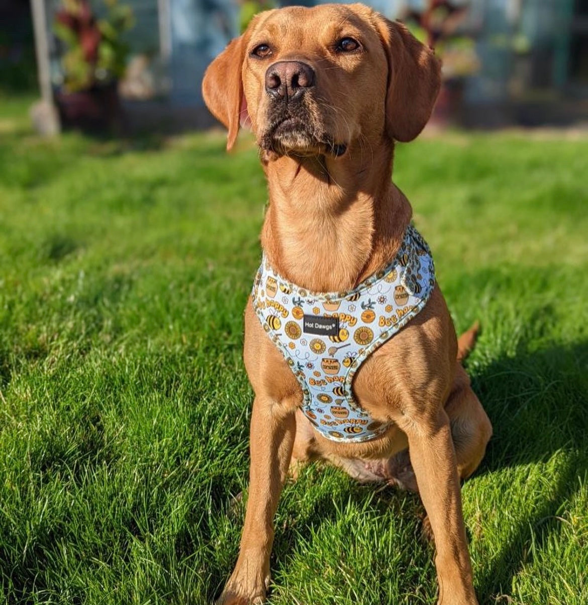Bee Happy Harness