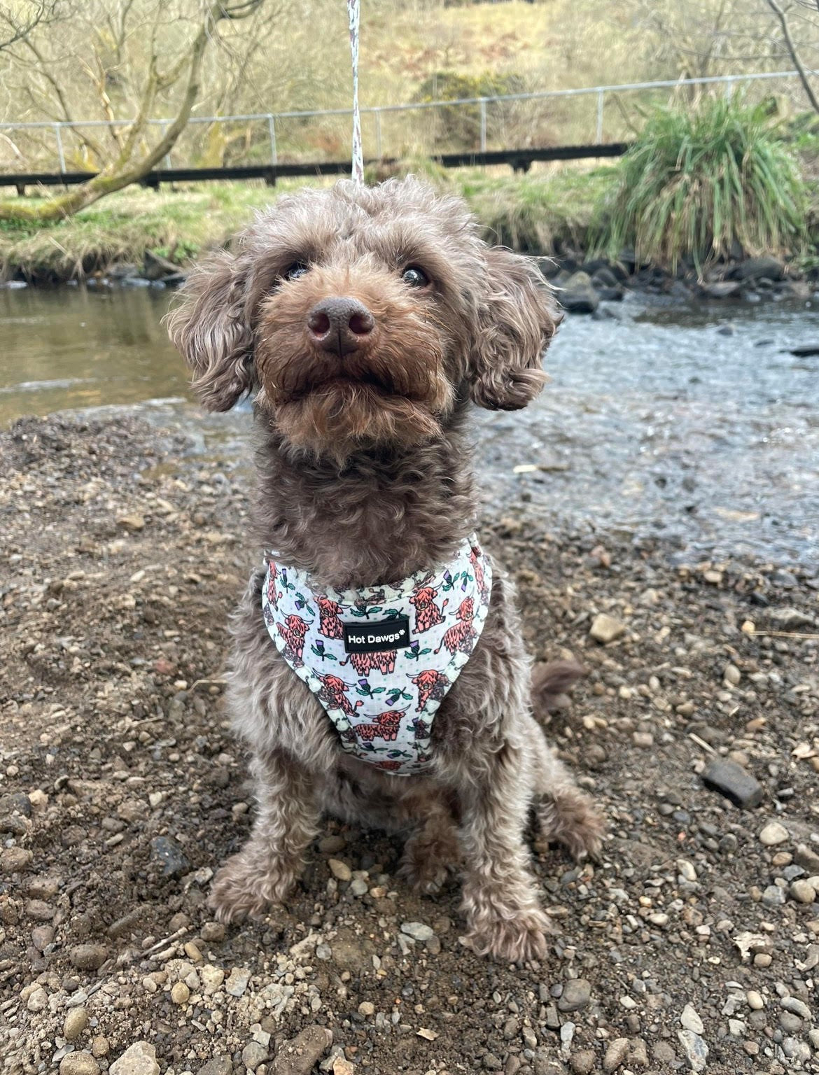 Highland Coo Harness