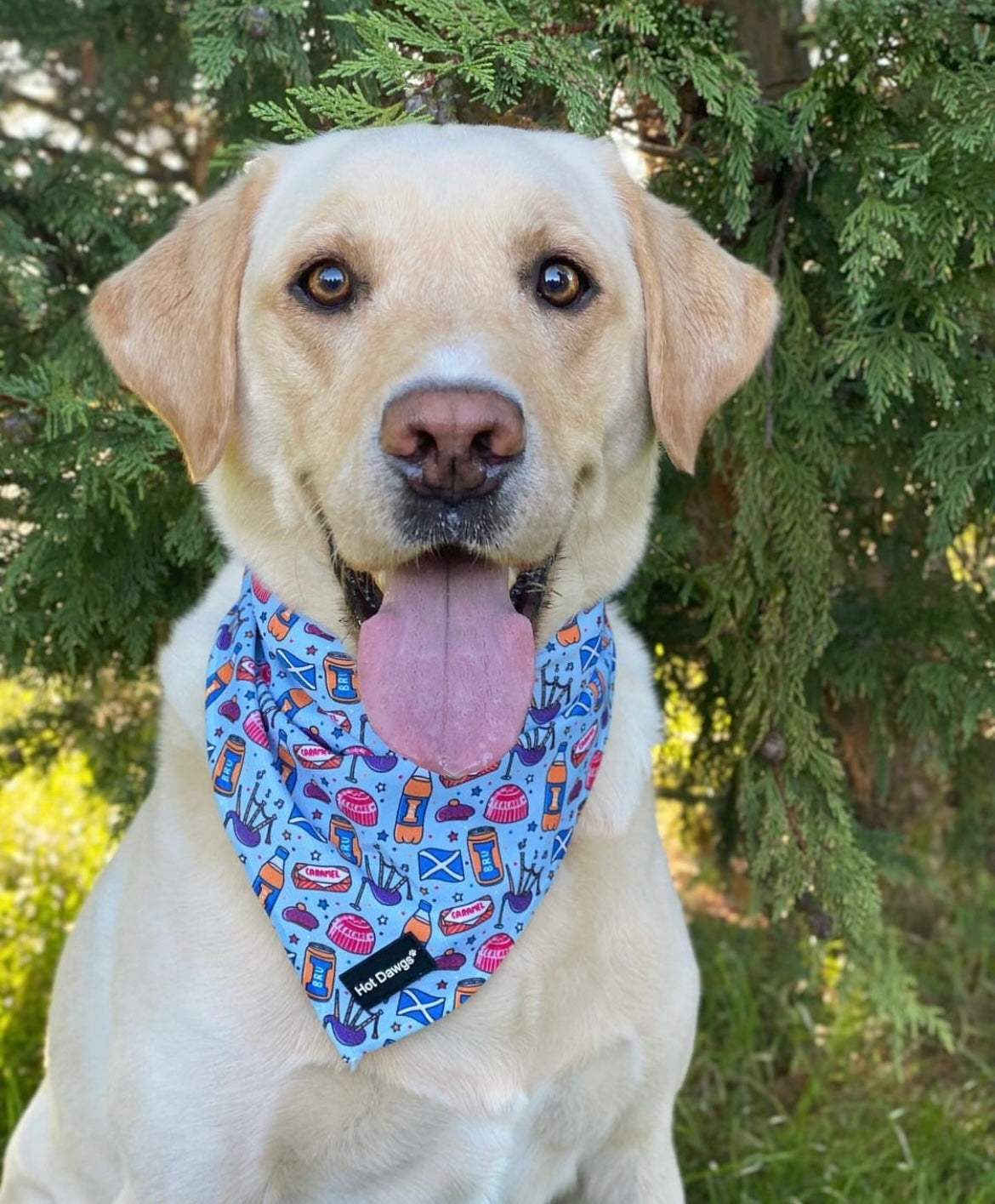 All About Scotland Bandana