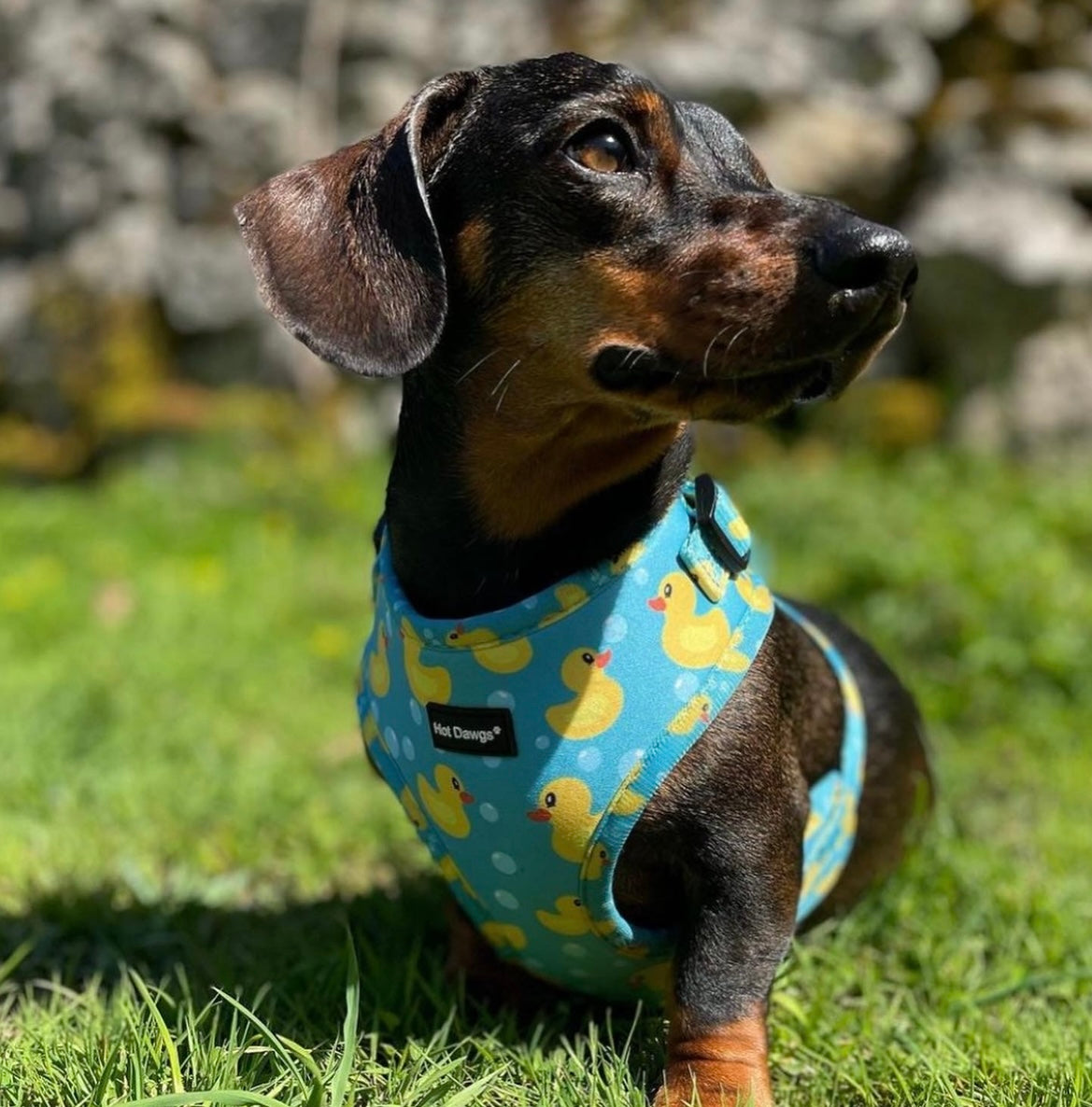 Rubber duck dog discount collar