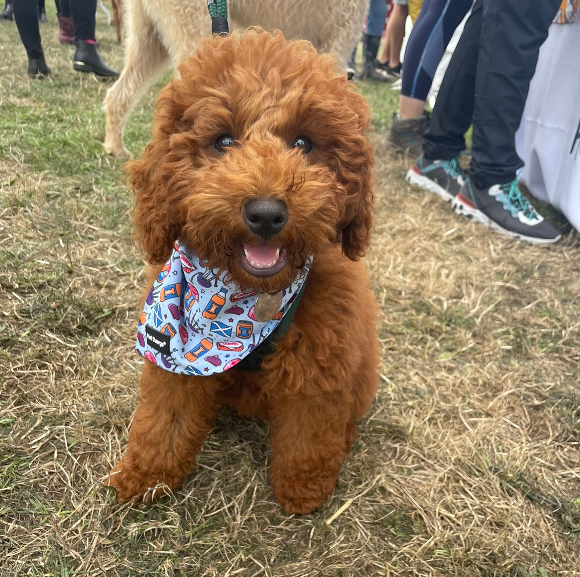 All About Scotland Bandana